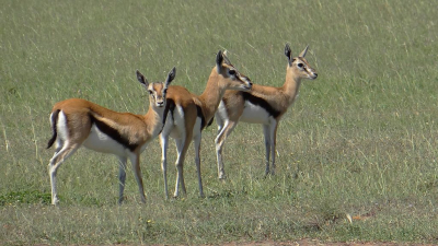 <i class='fa fa-user'></i>&nbsp;marchebbelinck&nbsp;|  Thomsongazelle&nbsp; <i class='fa fa-eye'>&nbsp;60</i> &nbsp;<i class='fa fa-thumbs-up'>&nbsp;1</i> &nbsp; <i class='fa fa-comment-o'>&nbsp;2</i>