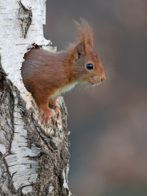 <i class='fa fa-user'></i>&nbsp;Luc Meert&nbsp;|  Eekhoorn&nbsp; <i class='fa fa-eye'>&nbsp;84</i> &nbsp;<i class='fa fa-thumbs-up'>&nbsp;4</i> &nbsp; <i class='fa fa-comment-o'>&nbsp;5</i>