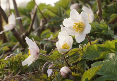 <i class='fa fa-user'></i>&nbsp;hesterb&nbsp;|  Bosanemoon&nbsp; <i class='fa fa-eye'>&nbsp;85</i> &nbsp; <i class='fa fa-comment-o'>&nbsp;7</i>