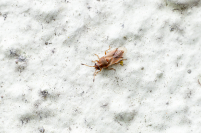 <i class='fa fa-user'></i>&nbsp;Martin Verbeeten&nbsp;|  Dwergcymus&nbsp; <i class='fa fa-eye'>&nbsp;60</i> &nbsp; <i class='fa fa-comment-o'>&nbsp;6</i>