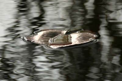 <i class='fa fa-user'></i>&nbsp;frbeuming&nbsp;|  Lelieblad&nbsp; <i class='fa fa-eye'>&nbsp;92</i> &nbsp;<i class='fa fa-thumbs-up'>&nbsp;2</i> &nbsp; <i class='fa fa-comment-o'>&nbsp;6</i>