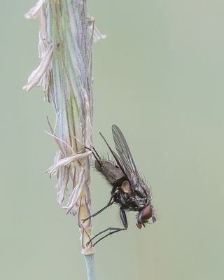 <i class='fa fa-user'></i>&nbsp;Johan van Gurp&nbsp;|  Echte Vlieg sp.&nbsp; <i class='fa fa-eye'>&nbsp;77</i> &nbsp;<i class='fa fa-thumbs-up'>&nbsp;4</i> &nbsp; <i class='fa fa-comment-o'>&nbsp;6</i>