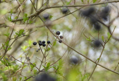 <i class='fa fa-user'></i>&nbsp;Jovanzo&nbsp;|  Wilde Liguster&nbsp; <i class='fa fa-eye'>&nbsp;90</i> &nbsp;<i class='fa fa-thumbs-up'>&nbsp;1</i> &nbsp; <i class='fa fa-comment-o'>&nbsp;5</i>