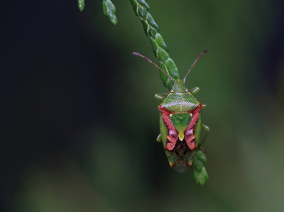 <i class='fa fa-user'></i>&nbsp;Ad Sprang&nbsp;|  Jeneverbeskielwants&nbsp; <i class='fa fa-eye'>&nbsp;149</i> &nbsp;<i class='fa fa-thumbs-up'>&nbsp;17</i> &nbsp; <i class='fa fa-comment-o'>&nbsp;19</i>