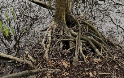 <i class='fa fa-user'></i>&nbsp;frbeuming&nbsp;|  Boomwortels&nbsp; <i class='fa fa-eye'>&nbsp;62</i> &nbsp; <i class='fa fa-comment-o'>&nbsp;5</i>