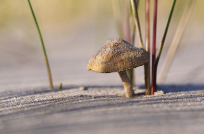 <i class='fa fa-user'></i>&nbsp;Nel R&nbsp;|  Duinfranjehoed&nbsp; <i class='fa fa-eye'>&nbsp;86</i> &nbsp;<i class='fa fa-thumbs-up'>&nbsp;2</i> &nbsp; <i class='fa fa-comment-o'>&nbsp;10</i>