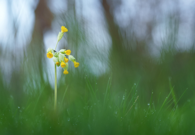 Afgelopen zondagmorgen was het aardig weer, dus ik besloot een rondje te maken. Rond zonsopkomst was ik al onderweg.

Had al waarnemingen gezien van deze mooie bloem en besloot naar het veldje te gaan waar ik ze vorig jaar had gezien en jawel hoor.

Nog niet echt massaal, maar toch. En dat is toch een flink stuk vroeger als vorig jaar toen ik ze 11 april kon vastleggen.

Het was wel frisjes, iets boven het vriespunt in het dal.

Camera laag boven de grond, iets omhoog gericht. Kijkend op kantelbaar schermpje via LiveView.