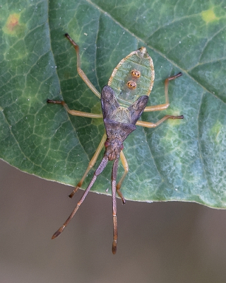 <i class='fa fa-user'></i>&nbsp;Johan van Gurp&nbsp;|  Smalle Randwants&nbsp; <i class='fa fa-eye'>&nbsp;74</i> &nbsp;<i class='fa fa-thumbs-up'>&nbsp;4</i> &nbsp; <i class='fa fa-comment-o'>&nbsp;5</i>