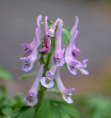 <i class='fa fa-user'></i>&nbsp;Jacolienl&nbsp;|  Vingerhelmbloem&nbsp; <i class='fa fa-eye'>&nbsp;84</i> &nbsp;<i class='fa fa-thumbs-up'>&nbsp;3</i> &nbsp; <i class='fa fa-comment-o'>&nbsp;9</i>