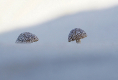 <i class='fa fa-user'></i>&nbsp;Nel R&nbsp;|  Duinfranjehoed&nbsp; <i class='fa fa-eye'>&nbsp;103</i> &nbsp;<i class='fa fa-thumbs-up'>&nbsp;14</i> &nbsp; <i class='fa fa-comment-o'>&nbsp;13</i>