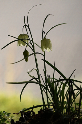 <i class='fa fa-user'></i>&nbsp;frbeuming&nbsp;|  Wilde Kievitsbloem&nbsp; <i class='fa fa-eye'>&nbsp;87</i> &nbsp;<i class='fa fa-thumbs-up'>&nbsp;6</i> &nbsp; <i class='fa fa-comment-o'>&nbsp;7</i>