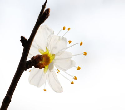 <i class='fa fa-user'></i>&nbsp;erikvanark&nbsp;|  Sleedoorn&nbsp; <i class='fa fa-eye'>&nbsp;84</i> &nbsp;<i class='fa fa-thumbs-up'>&nbsp;4</i> &nbsp; <i class='fa fa-comment-o'>&nbsp;8</i>