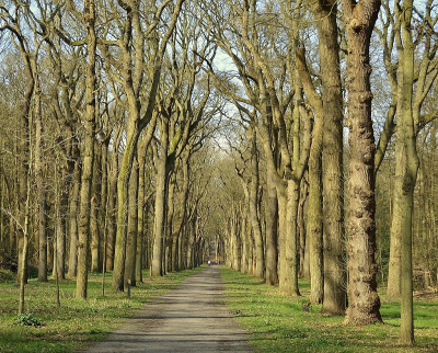 <i class='fa fa-user'></i>&nbsp;B.M.Schouten-Ruis&nbsp;|  Oude bomenlaan in landgoed Mildenburg&nbsp; <i class='fa fa-eye'>&nbsp;54</i> &nbsp;<i class='fa fa-thumbs-up'>&nbsp;1</i> &nbsp; <i class='fa fa-comment-o'>&nbsp;5</i>