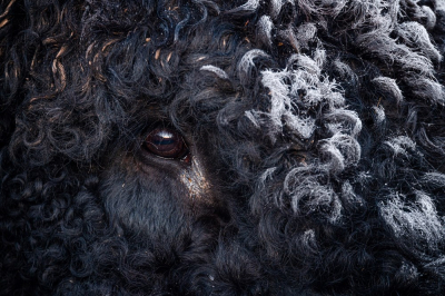 <i class='fa fa-user'></i>&nbsp;JohannesvanRoekel&nbsp;|  Galloway&nbsp; <i class='fa fa-eye'>&nbsp;137</i> &nbsp;<i class='fa fa-thumbs-up'>&nbsp;5</i> &nbsp; <i class='fa fa-comment-o'>&nbsp;7</i>