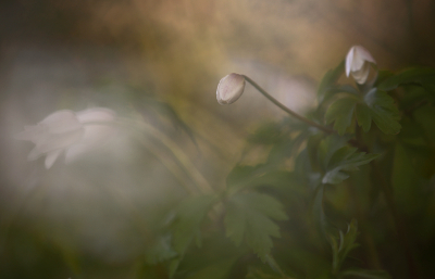 <i class='fa fa-user'></i>&nbsp;Pieter  LJ&nbsp;|  Bosanemoon&nbsp; <i class='fa fa-eye'>&nbsp;92</i> &nbsp;<i class='fa fa-thumbs-up'>&nbsp;5</i> &nbsp; <i class='fa fa-comment-o'>&nbsp;8</i>