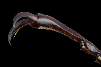 <i class='fa fa-user'></i>&nbsp;Adri Gr Nuelend&nbsp;|  Vliegend Hert&nbsp; <i class='fa fa-eye'>&nbsp;131</i> &nbsp;<i class='fa fa-thumbs-up'>&nbsp;5</i> &nbsp; <i class='fa fa-comment-o'>&nbsp;9</i>