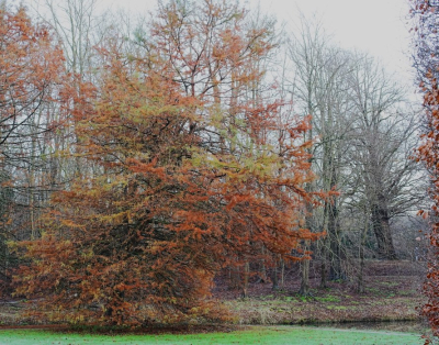 <i class='fa fa-user'></i>&nbsp;hesterb&nbsp;|  Moerascipres&nbsp; <i class='fa fa-eye'>&nbsp;76</i> &nbsp; <i class='fa fa-comment-o'>&nbsp;2</i>