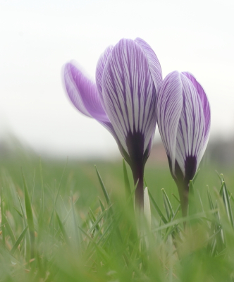 <i class='fa fa-user'></i>&nbsp;rixte&nbsp;|  Bonte Krokus&nbsp; <i class='fa fa-eye'>&nbsp;60</i> &nbsp;<i class='fa fa-thumbs-up'>&nbsp;1</i> &nbsp; <i class='fa fa-comment-o'>&nbsp;5</i>