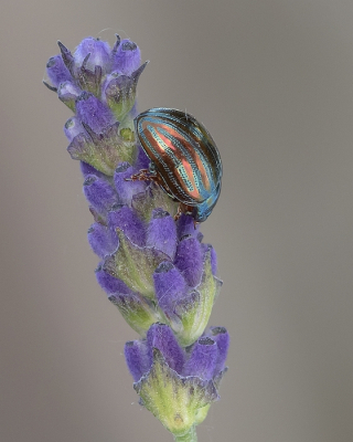 <i class='fa fa-user'></i>&nbsp;Johan van Gurp&nbsp;|  Rozemarijngoudhaantje&nbsp; <i class='fa fa-eye'>&nbsp;77</i> &nbsp; <i class='fa fa-comment-o'>&nbsp;8</i>