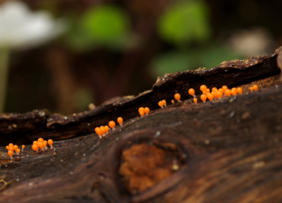 <i class='fa fa-user'></i>&nbsp;tonysettanta&nbsp;|  Slijmzwam sp.&nbsp; <i class='fa fa-eye'>&nbsp;95</i> &nbsp; <i class='fa fa-comment-o'>&nbsp;5</i>