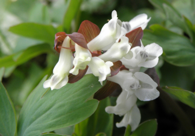 <i class='fa fa-user'></i>&nbsp;B.M.Schouten-Ruis&nbsp;|  Holwortel&nbsp; <i class='fa fa-eye'>&nbsp;70</i> &nbsp;<i class='fa fa-thumbs-up'>&nbsp;1</i> &nbsp; <i class='fa fa-comment-o'>&nbsp;3</i>