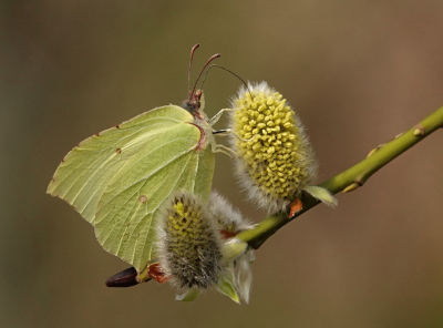 <i class='fa fa-user'></i>&nbsp;Nel R&nbsp;|  Citroenvlinder&nbsp; <i class='fa fa-eye'>&nbsp;97</i> &nbsp;<i class='fa fa-thumbs-up'>&nbsp;5</i> &nbsp; <i class='fa fa-comment-o'>&nbsp;6</i>