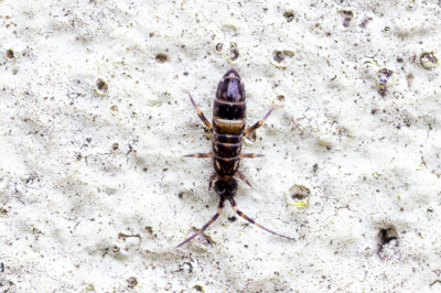 <i class='fa fa-user'></i>&nbsp;Martin Verbeeten&nbsp;|  Dwarsgestreepte Springstaart&nbsp; <i class='fa fa-eye'>&nbsp;69</i> &nbsp; <i class='fa fa-comment-o'>&nbsp;8</i>