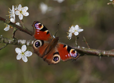 <i class='fa fa-user'></i>&nbsp;Ad Sprang&nbsp;|  Dagpauwoog&nbsp; <i class='fa fa-eye'>&nbsp;102</i> &nbsp;<i class='fa fa-thumbs-up'>&nbsp;13</i> &nbsp; <i class='fa fa-comment-o'>&nbsp;12</i>