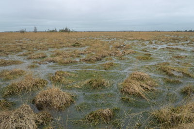 <i class='fa fa-user'></i>&nbsp;Hendrik van Kampen&nbsp;|  Hoogveenherstel&nbsp; <i class='fa fa-eye'>&nbsp;102</i> &nbsp; <i class='fa fa-comment-o'>&nbsp;3</i>