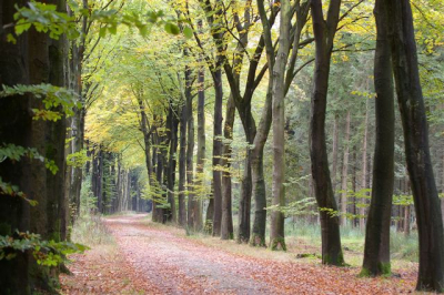 De oude postkoetsweg door boswachterij Ruinen