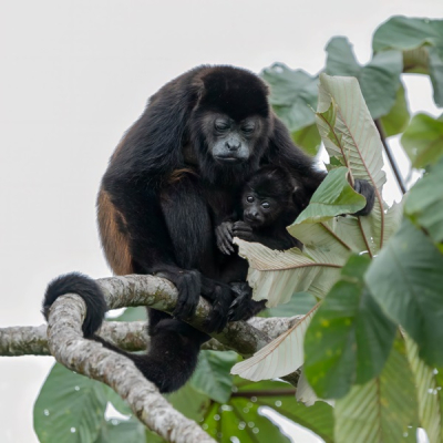 <i class='fa fa-user'></i>&nbsp;harrie69&nbsp;|  Zwarte Brulaap&nbsp; <i class='fa fa-eye'>&nbsp;67</i> &nbsp;<i class='fa fa-thumbs-up'>&nbsp;1</i> &nbsp; <i class='fa fa-comment-o'>&nbsp;3</i>