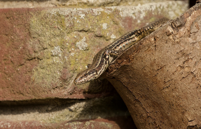 <i class='fa fa-user'></i>&nbsp;Leo Tukker&nbsp;|  Muurhagedis&nbsp; <i class='fa fa-eye'>&nbsp;85</i> &nbsp; <i class='fa fa-comment-o'>&nbsp;5</i>