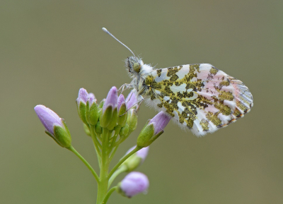 <i class='fa fa-user'></i>&nbsp;koekieman&nbsp;|  Oranjetipje&nbsp; <i class='fa fa-eye'>&nbsp;124</i> &nbsp;<i class='fa fa-thumbs-up'>&nbsp;5</i> &nbsp; <i class='fa fa-comment-o'>&nbsp;7</i>