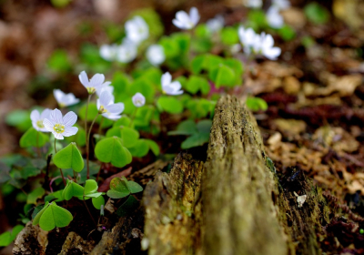 <i class='fa fa-user'></i>&nbsp;tonysettanta&nbsp;|  Witte Klaverzuring&nbsp; <i class='fa fa-eye'>&nbsp;70</i> &nbsp; <i class='fa fa-comment-o'>&nbsp;8</i>