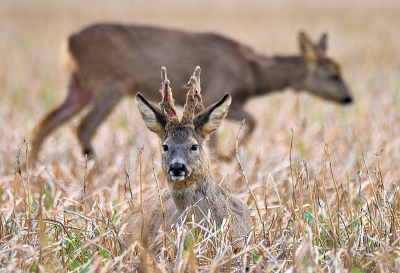 <i class='fa fa-user'></i>&nbsp;robert-jan&nbsp;|  Ree&nbsp; <i class='fa fa-eye'>&nbsp;100</i> &nbsp;<i class='fa fa-thumbs-up'>&nbsp;2</i> &nbsp; <i class='fa fa-comment-o'>&nbsp;5</i>