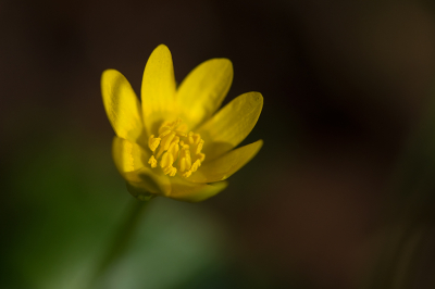 <i class='fa fa-user'></i>&nbsp;Willem Verhagen&nbsp;|  Gewoon Speenkruid&nbsp; <i class='fa fa-eye'>&nbsp;57</i> &nbsp;<i class='fa fa-thumbs-up'>&nbsp;3</i> &nbsp; <i class='fa fa-comment-o'>&nbsp;3</i>