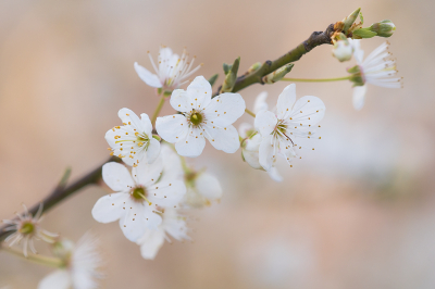 <i class='fa fa-user'></i>&nbsp;Willem Verhagen&nbsp;|  Kerspruim&nbsp; <i class='fa fa-eye'>&nbsp;74</i> &nbsp;<i class='fa fa-thumbs-up'>&nbsp;5</i> &nbsp; <i class='fa fa-comment-o'>&nbsp;5</i>