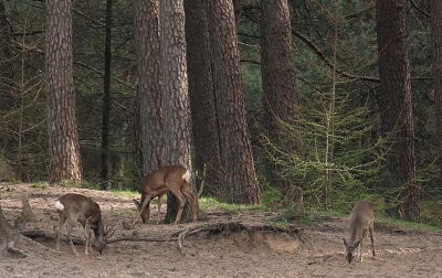 Na een paar jaar voornamelijk mantelzorger zijn heb ik nu weer tijd en mijn foto hobby weer opgepakt. Afgelopen week in Hoenderloo geweest en verschillende keren achter een kijkscherm gestaan en daar deze reen gespot op zo'n 150 meter afstand.