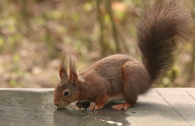 <i class='fa fa-user'></i>&nbsp;Ben Aalders&nbsp;|  Eekhoorn&nbsp; <i class='fa fa-eye'>&nbsp;91</i> &nbsp;<i class='fa fa-thumbs-up'>&nbsp;4</i> &nbsp; <i class='fa fa-comment-o'>&nbsp;5</i>