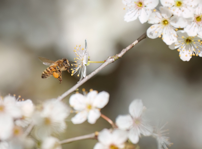 <i class='fa fa-user'></i>&nbsp;Jurgen Maassen&nbsp;|  Honingbij&nbsp; <i class='fa fa-eye'>&nbsp;63</i> &nbsp;<i class='fa fa-thumbs-up'>&nbsp;2</i> &nbsp; <i class='fa fa-comment-o'>&nbsp;6</i>