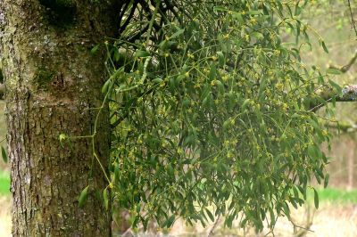 <i class='fa fa-user'></i>&nbsp;A. Soeting&nbsp;|  Maretak&nbsp; <i class='fa fa-eye'>&nbsp;72</i> &nbsp; <i class='fa fa-comment-o'>&nbsp;4</i>