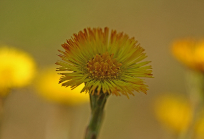 <i class='fa fa-user'></i>&nbsp;Cor&nbsp;|  Klein Hoefblad&nbsp; <i class='fa fa-eye'>&nbsp;103</i> &nbsp;<i class='fa fa-thumbs-up'>&nbsp;4</i> &nbsp; <i class='fa fa-comment-o'>&nbsp;8</i>