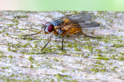 <i class='fa fa-user'></i>&nbsp;Martin Verbeeten&nbsp;|  Phaonia rufiventris&nbsp; <i class='fa fa-eye'>&nbsp;75</i> &nbsp; <i class='fa fa-comment-o'>&nbsp;2</i>