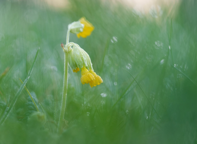 Nog eentje van deze fraaie bloem. Ook hier weer de camera laag boven de grond, op het kantelbaar schermpje kijkend voor de compositie, achtergrond. Uit de hand.