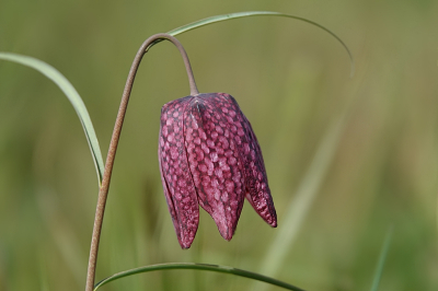 <i class='fa fa-user'></i>&nbsp;Ben Aalders&nbsp;|  Wilde Kievitsbloem&nbsp; <i class='fa fa-eye'>&nbsp;107</i> &nbsp;<i class='fa fa-thumbs-up'>&nbsp;7</i> &nbsp; <i class='fa fa-comment-o'>&nbsp;7</i>