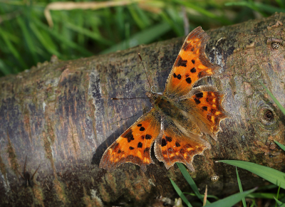 <i class='fa fa-user'></i>&nbsp;Ad Sprang&nbsp;|  Gehakkelde Aurelia&nbsp; <i class='fa fa-eye'>&nbsp;79</i> &nbsp;<i class='fa fa-thumbs-up'>&nbsp;5</i> &nbsp; <i class='fa fa-comment-o'>&nbsp;8</i>