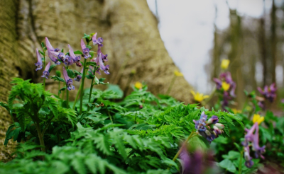 <i class='fa fa-user'></i>&nbsp;hesterb&nbsp;|  Vingerhelmbloem&nbsp; <i class='fa fa-eye'>&nbsp;91</i> &nbsp; <i class='fa fa-comment-o'>&nbsp;8</i>