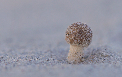 Ze waren alom aanwezig deze kleine duinpaddenstoeltjes. Ik vind ze het leukst als ze net uit het zand komen.
