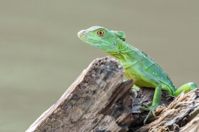 <i class='fa fa-user'></i>&nbsp;harrie69&nbsp;|  Helmbasilisk&nbsp; <i class='fa fa-eye'>&nbsp;83</i> &nbsp;<i class='fa fa-thumbs-up'>&nbsp;2</i> &nbsp; <i class='fa fa-comment-o'>&nbsp;5</i>