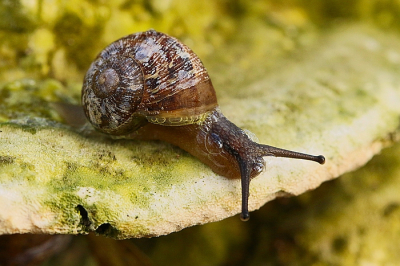 <i class='fa fa-user'></i>&nbsp;frbeuming&nbsp;|  Segrijnslak&nbsp; <i class='fa fa-eye'>&nbsp;64</i> &nbsp; <i class='fa fa-comment-o'>&nbsp;6</i>